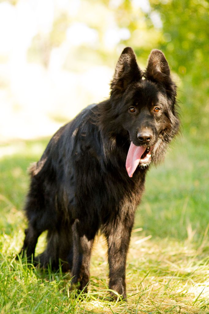 Oll-black Des Trois Lieux